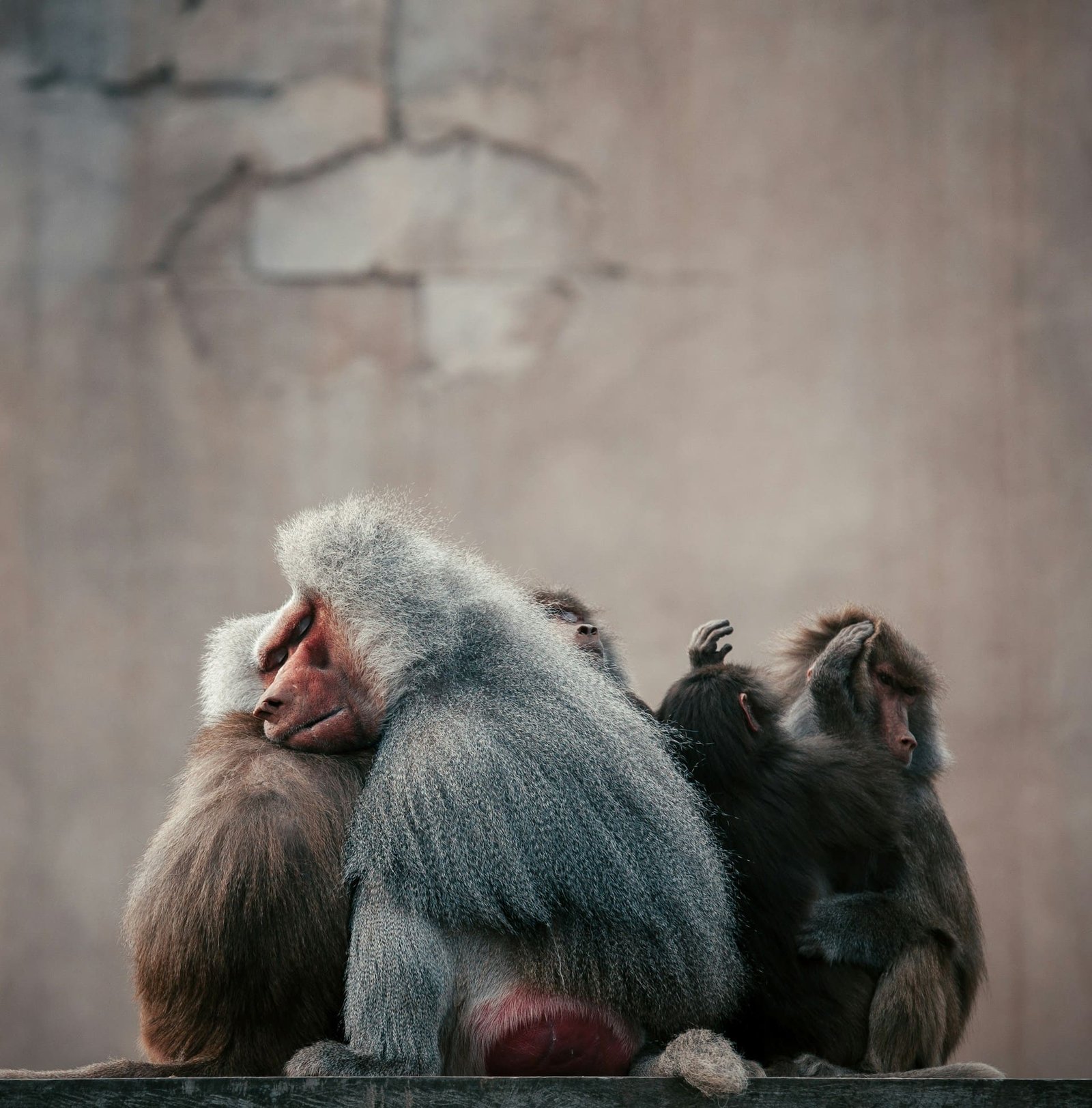 Guinea baboons killed in German zoo due to overcrowding