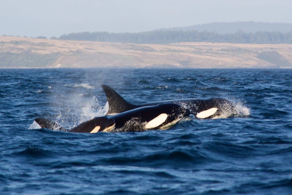 Orcas May Be Trying to Connect with Humans, Say Researchers