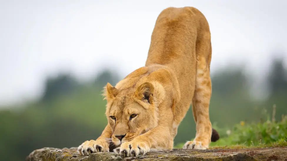 Yorkshire Wildlife Park launches Ukraine lion rescue appeal