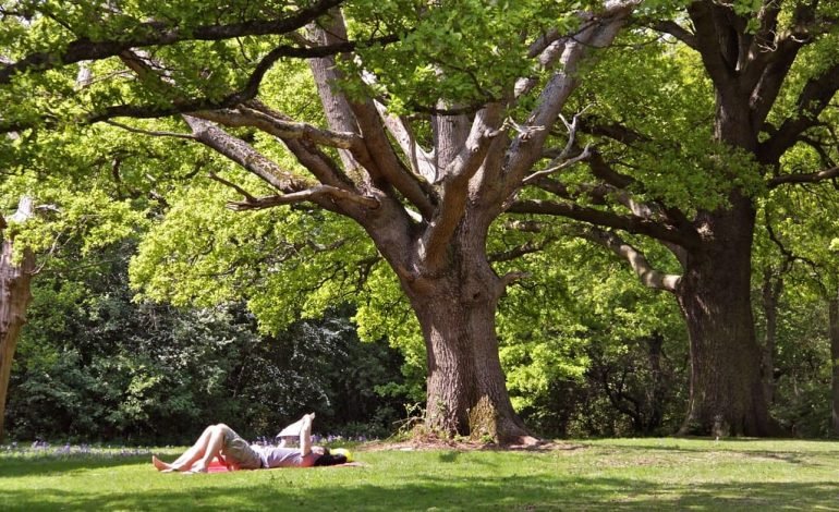 London parks win Green Flag awards with a visitor relaxing under large oak trees on a sunny day
