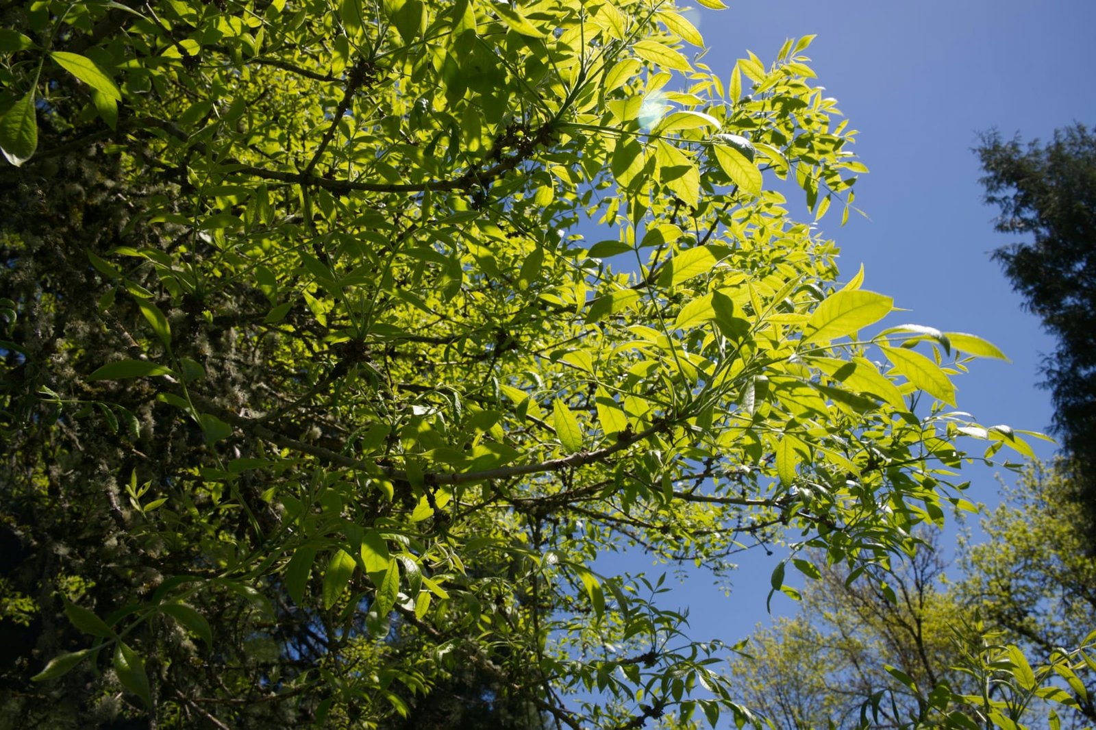 Ash trees evolving resistance to ash dieback