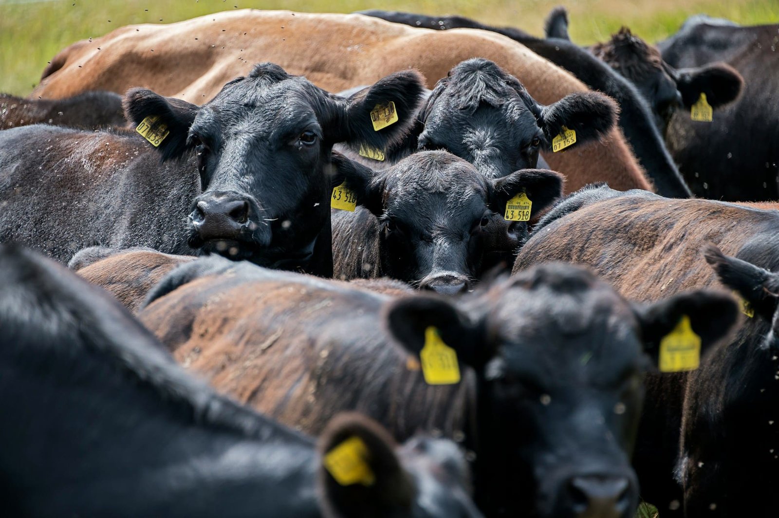 Beef import ban from US to Australia to be lifted