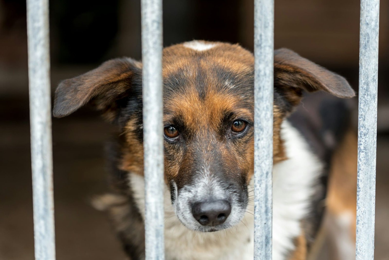 RSPCA warns against risk from imported dogs