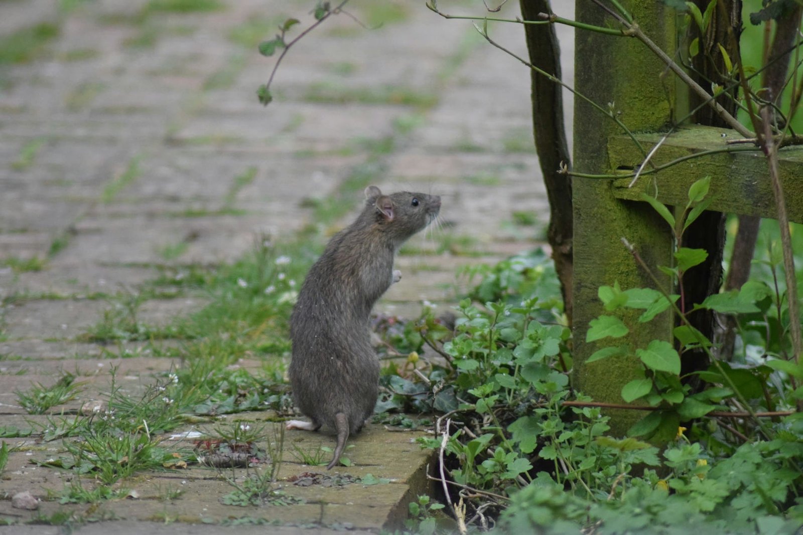 Rats increasing in number as city temperatures rise