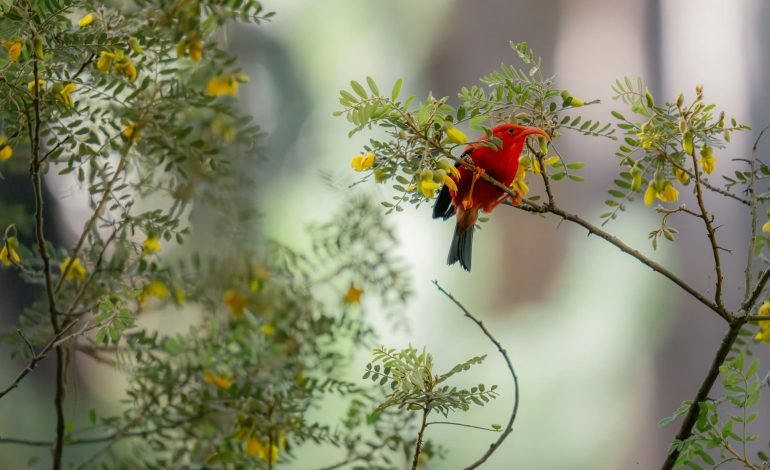 red bird in hawaii