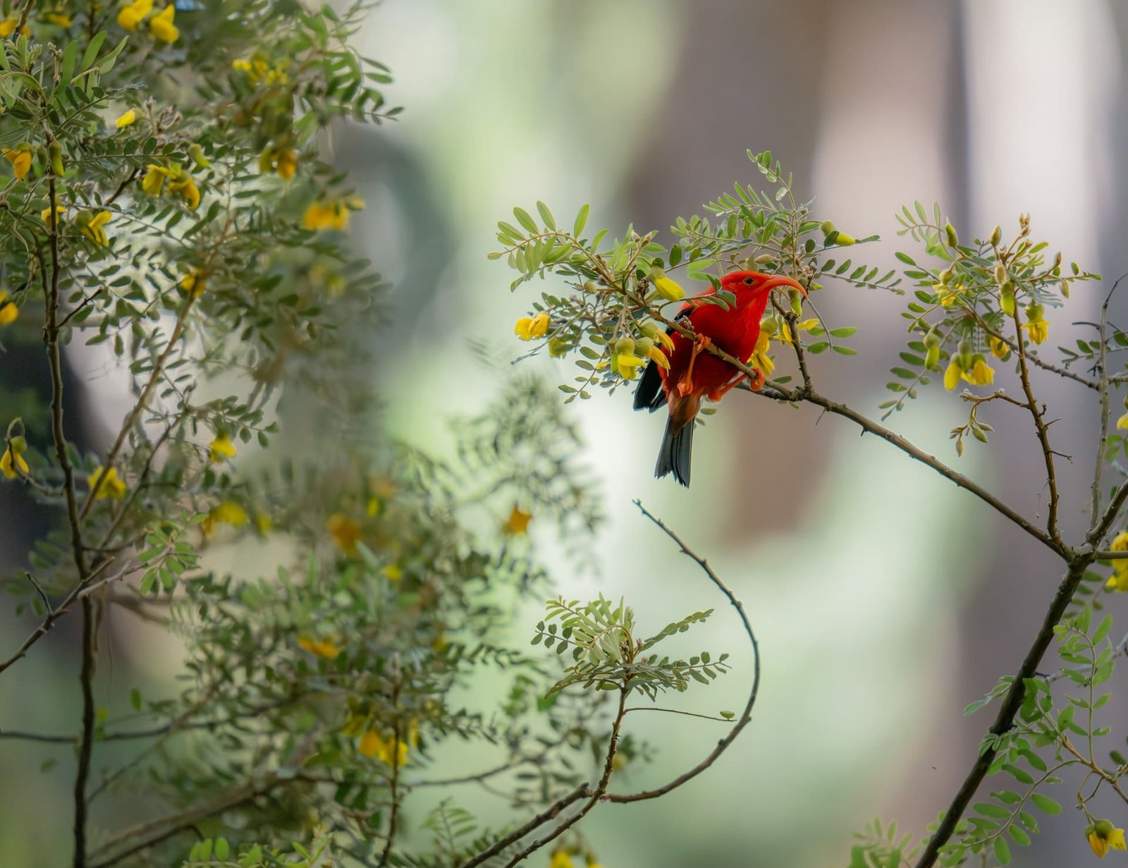 Mosquitos delivered to Hawaii to protect endangered birds