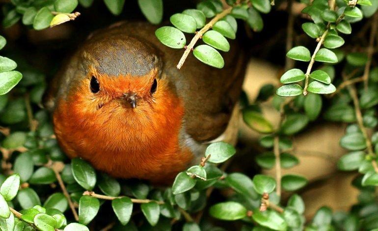 red robin among leaves for wildlife trusts article