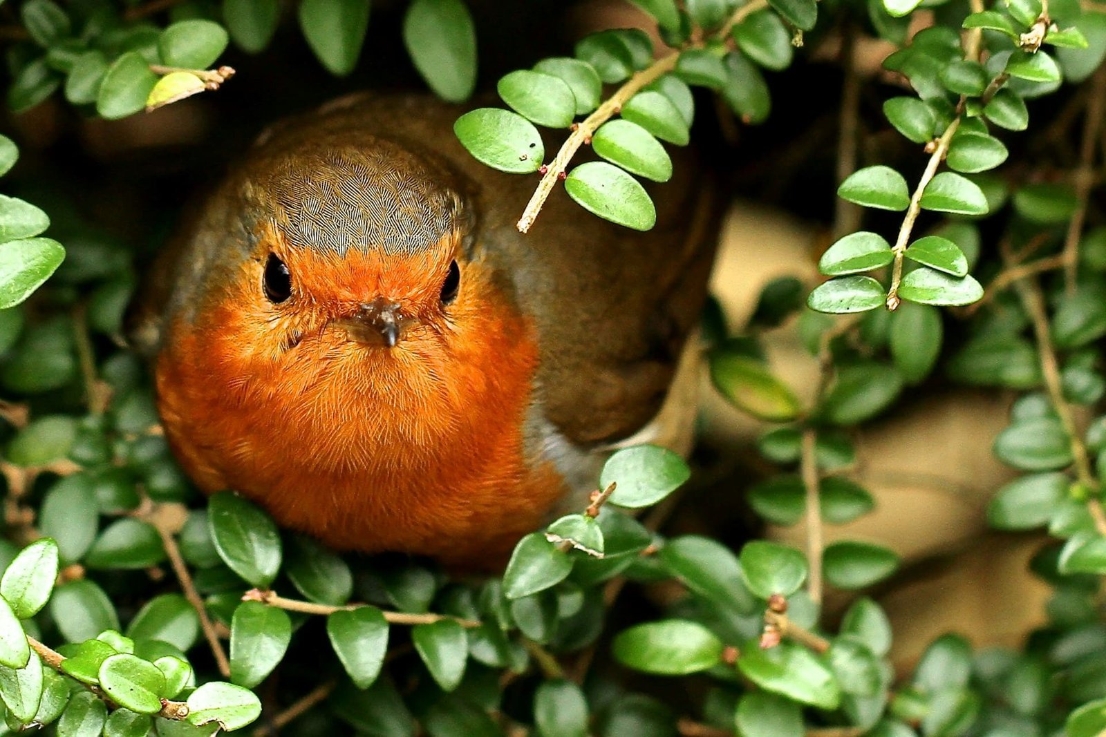 Wildlife Trusts says weather extremes “now the norm”