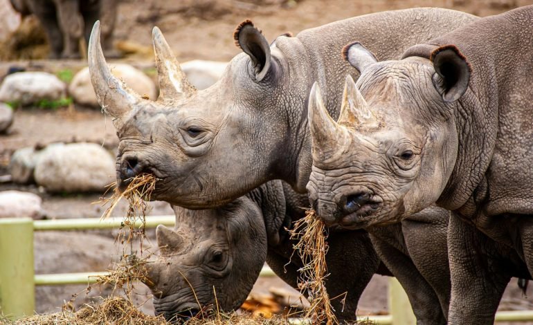 rhinos in a zoo could benefit from gene editing