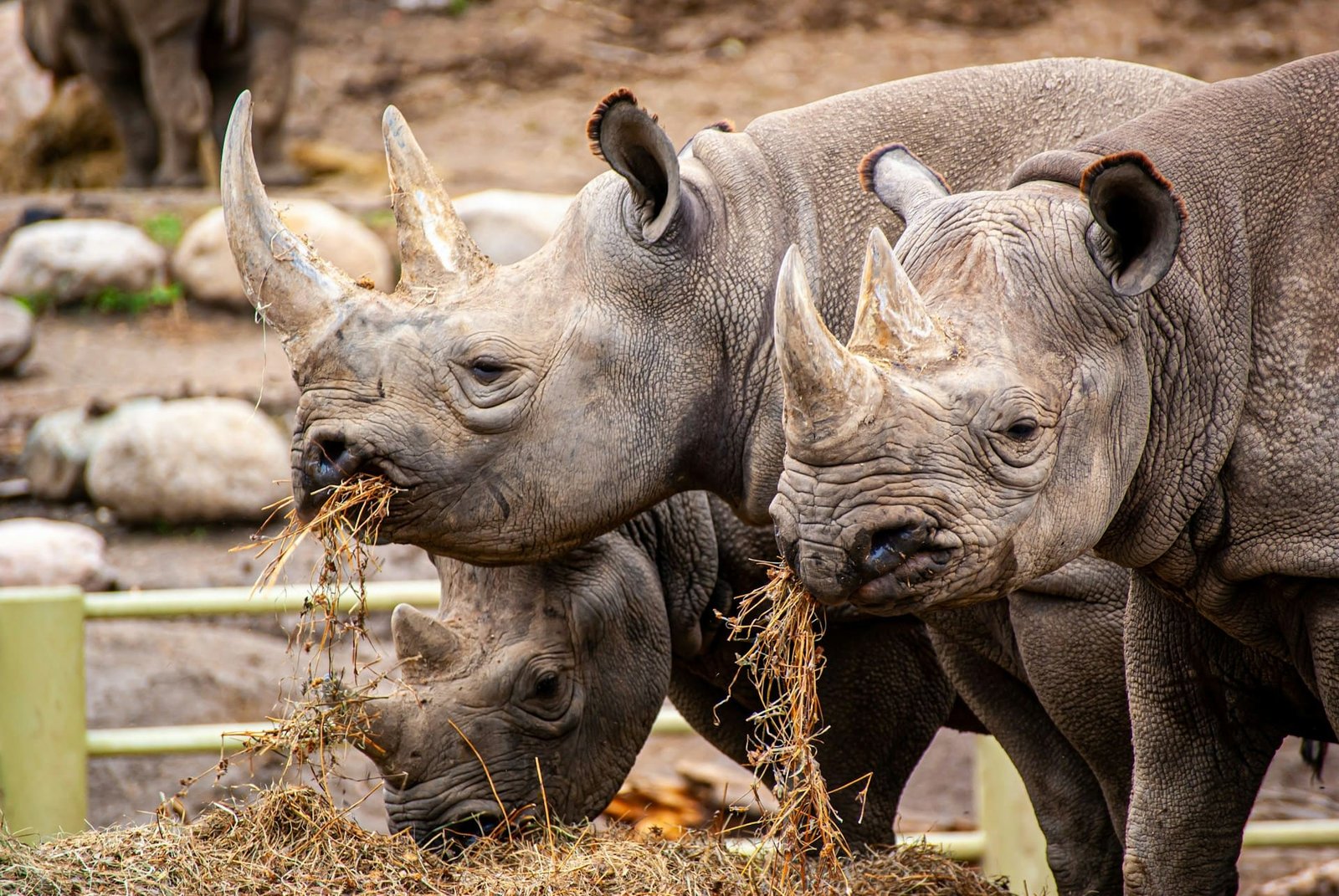 Gene editing explored to help endangered species