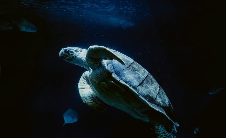 Turtle nesting ‘mega-site’ revealed by drone