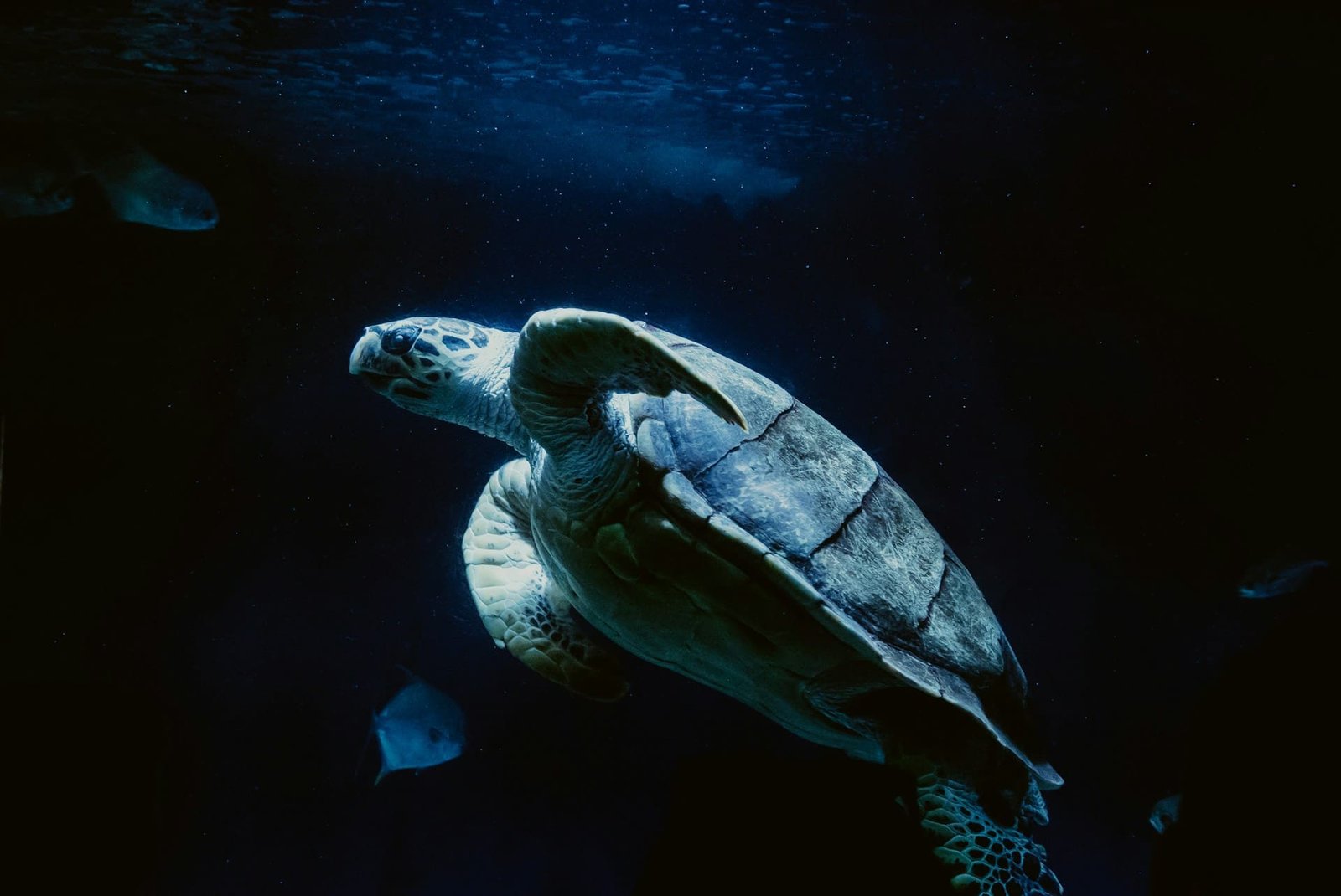 Turtle nesting ‘mega-site’ revealed by drone