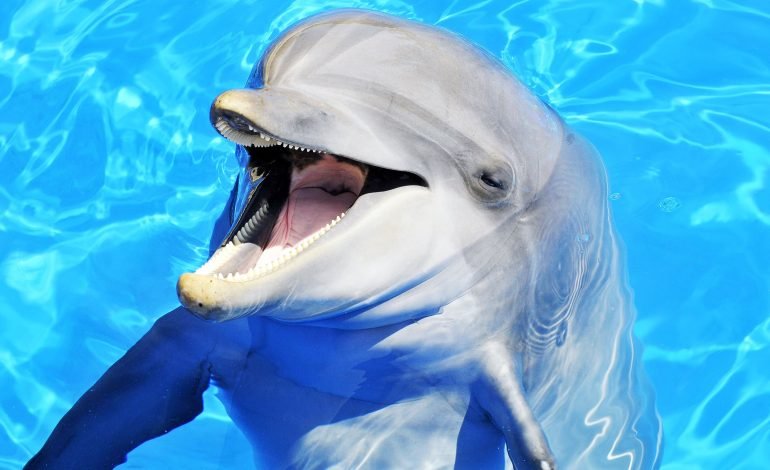 Bottlenose dolphin in captivity before Mexico bans dolphin shows