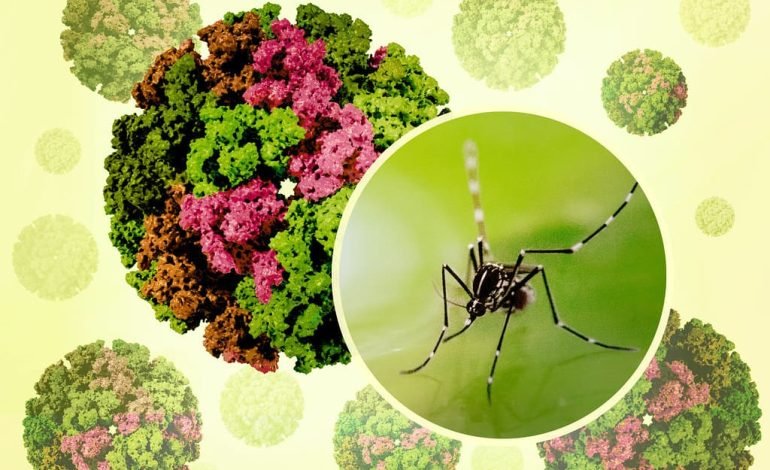 Chikungunya outbreak in China – illustration showing virus particles and Aedes mosquito, the known carrier of the disease