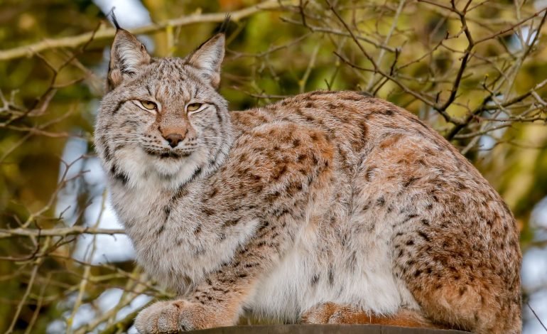 European lynx at Aalborg Zoo linked to pet donation feeding debate