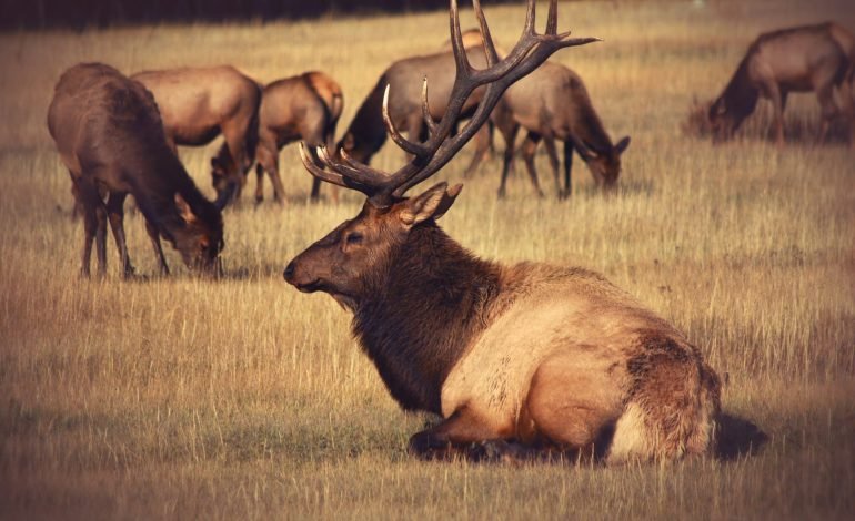 a herd of elk