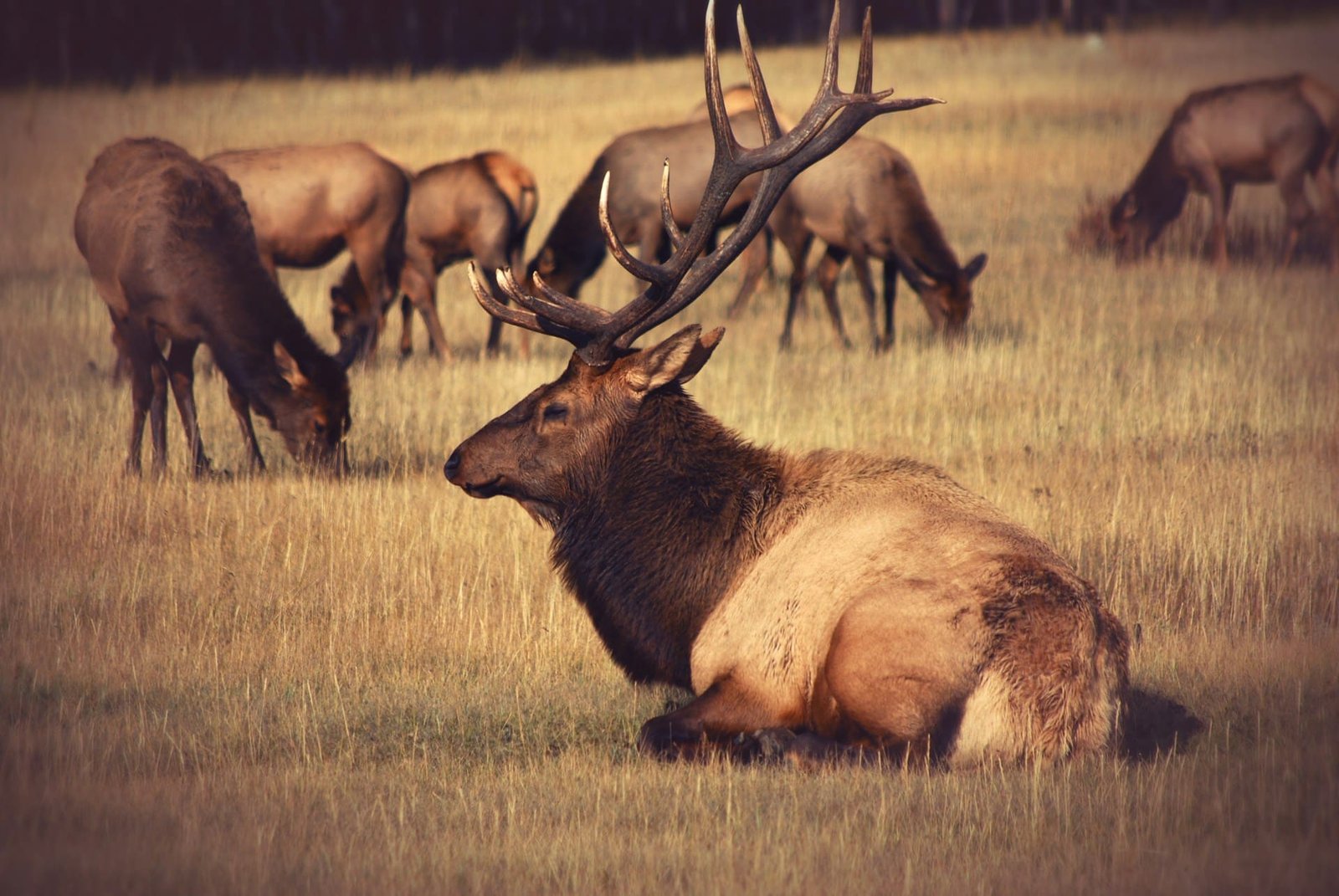 Elk rewilding plan on Isle of Wight backed by councillors