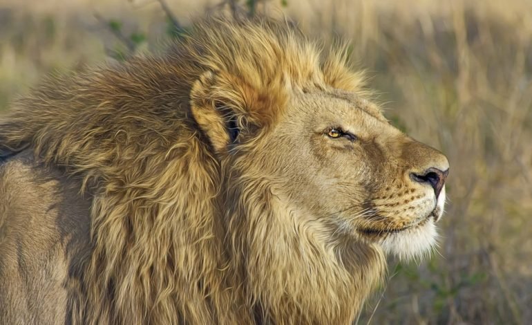 a trophy hunter killed a lion like this one