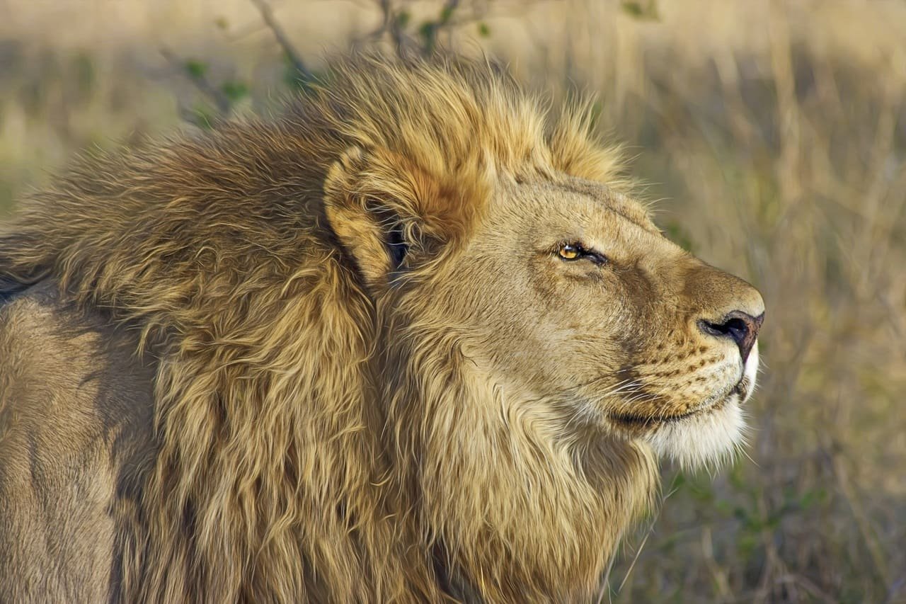 Trophy hunter kills collared lion involved in Oxford research