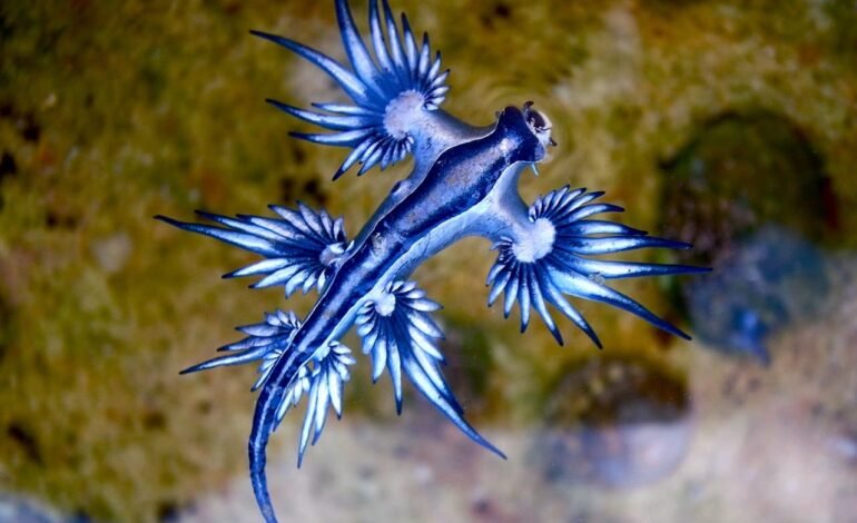 blue dragon sea slug