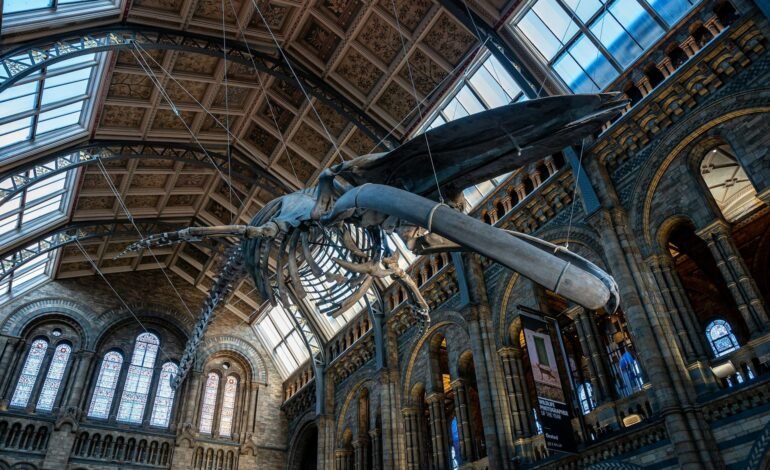 blue whale at natural history museum