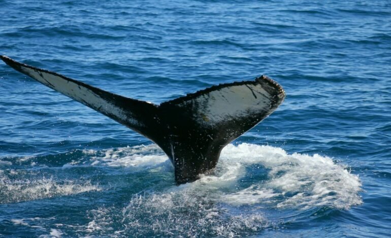 blue whales tail in the water