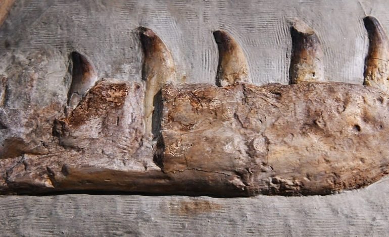 dinosaur jaw with teeth