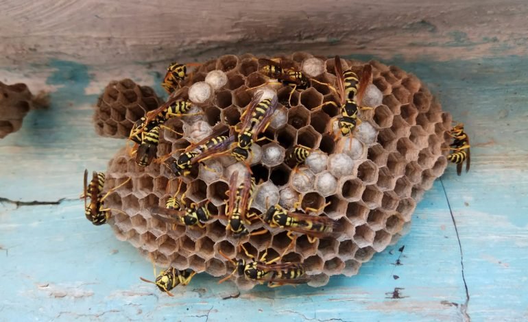 radioactive wasp nest