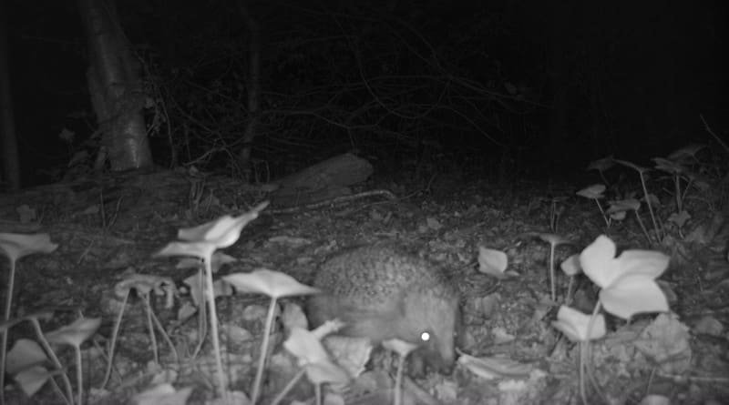 800 hedgehogsightinginhighgatewood1creditzoologicalsocietyoflondon