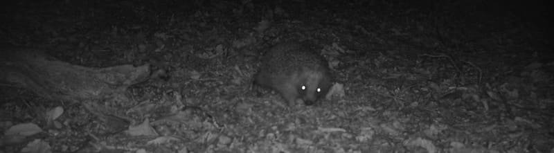 800 hedgehogsightinginhighgatewood3creditzoologicalsocietyoflondon