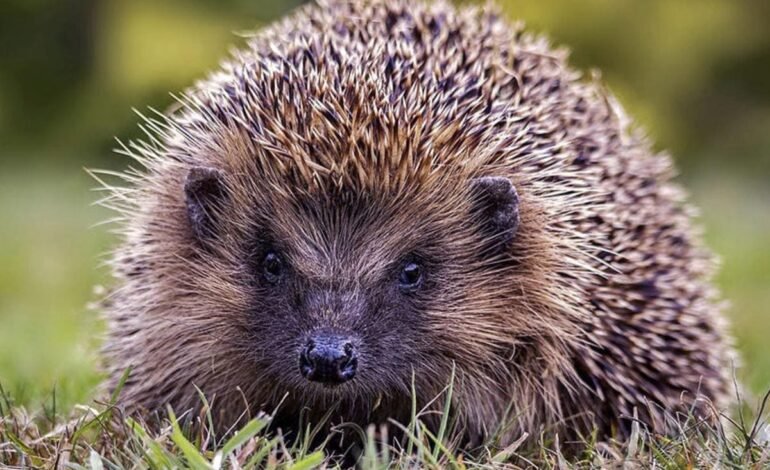 Highgate Wood hedgehog numbers soar in latest survey