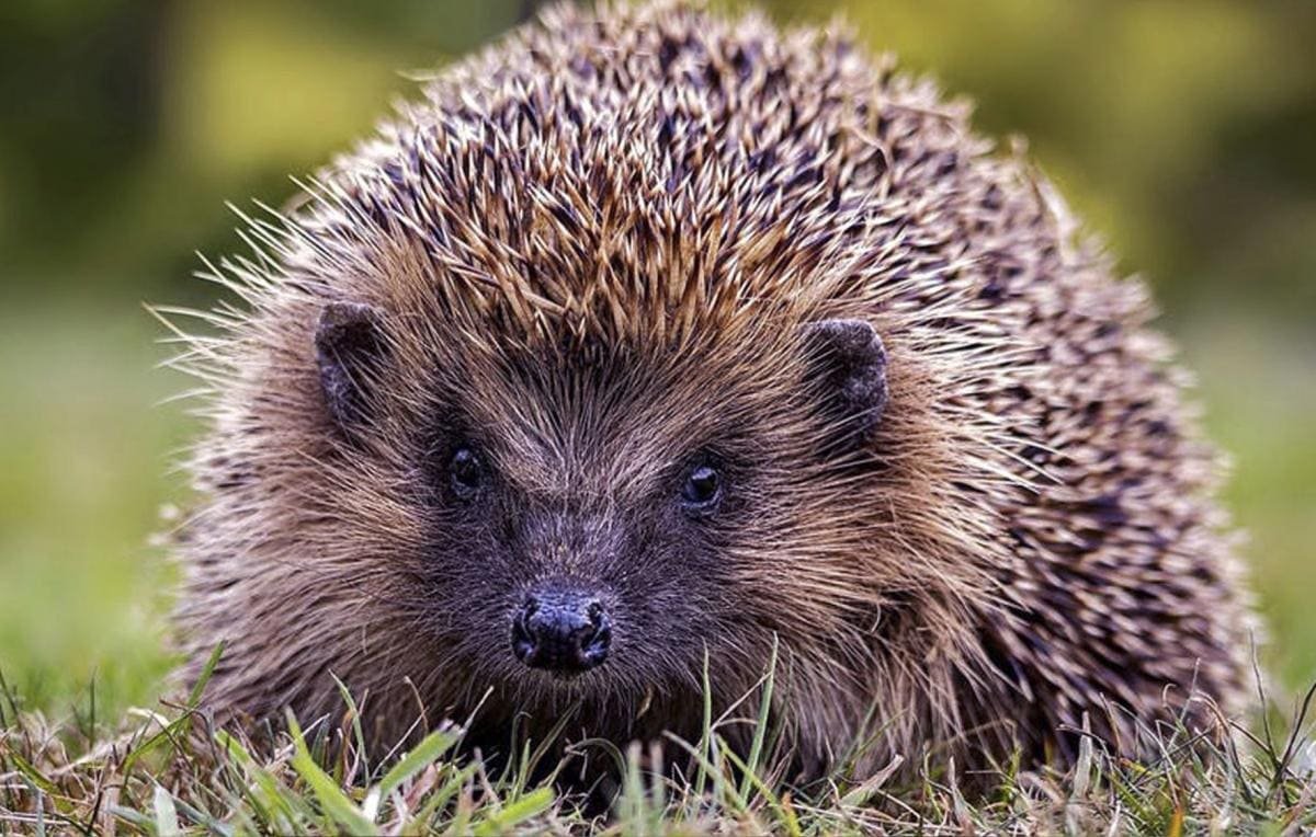 Highgate Wood hedgehog numbers soar as conservation efforts boost local wildlife in north London