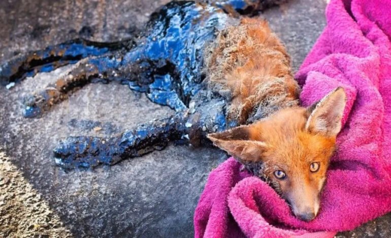 Tar fox rescued in London returns to the wild after months of care