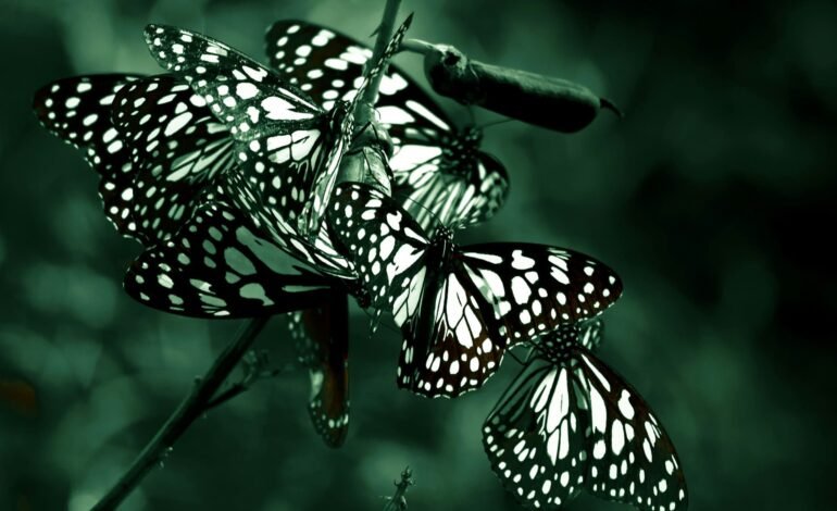 black and white butterflies on a tree branch