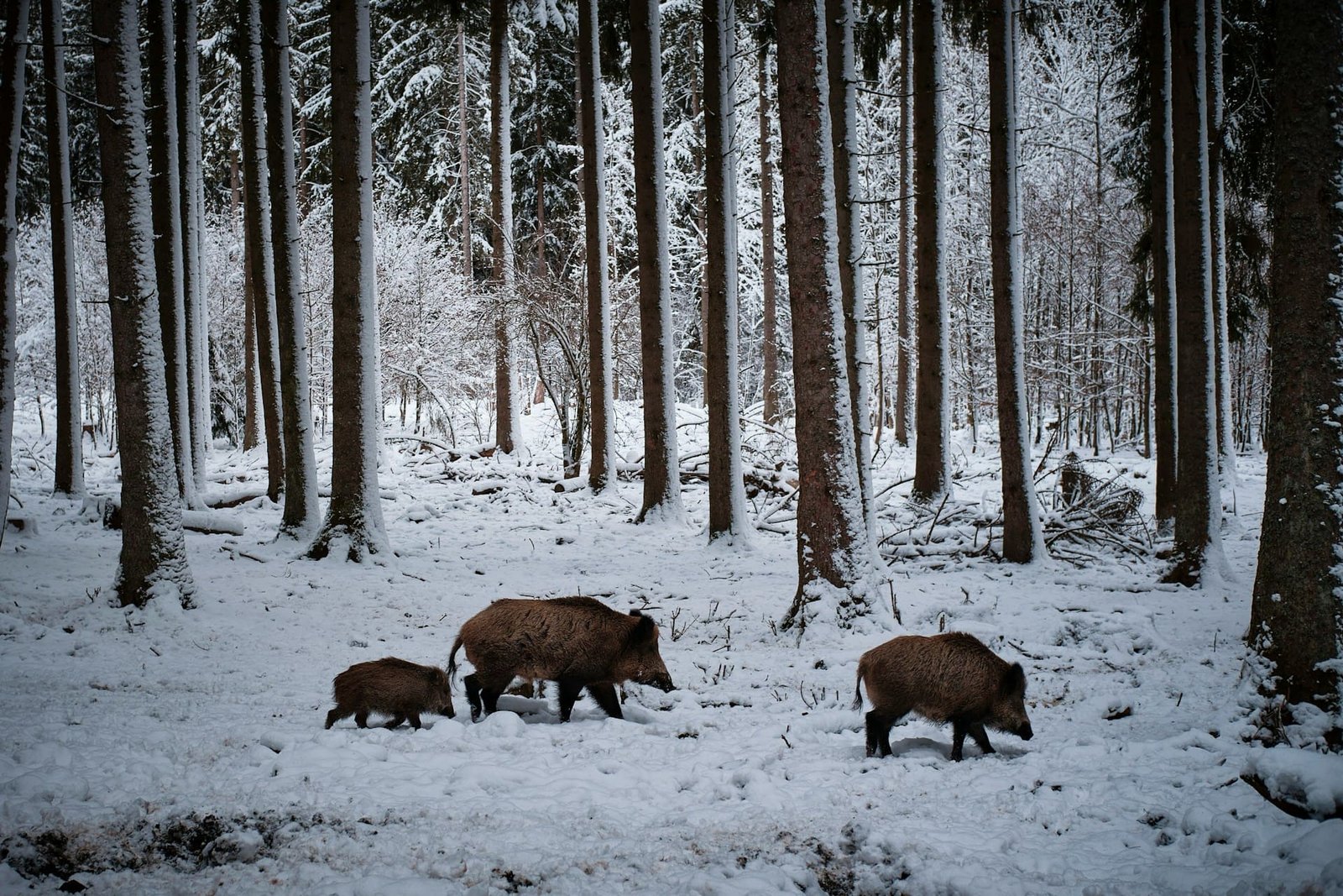 Wild boar numbers to increase in Scotland, report finds