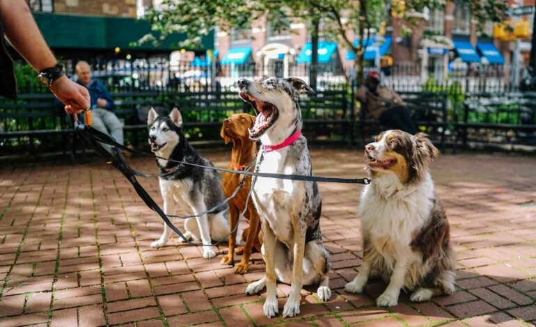 four dogs on leads in a park