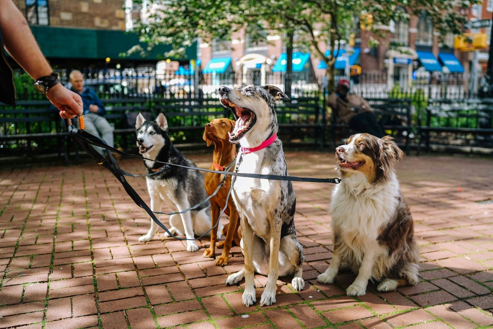 Dog walking license in Richmond for up to 6 dogs in parks