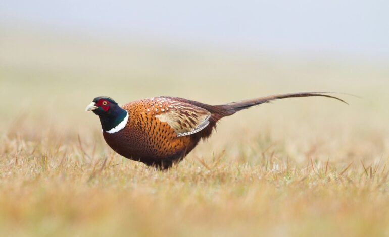 one of the gamebirds mentioned a pheasant in a field