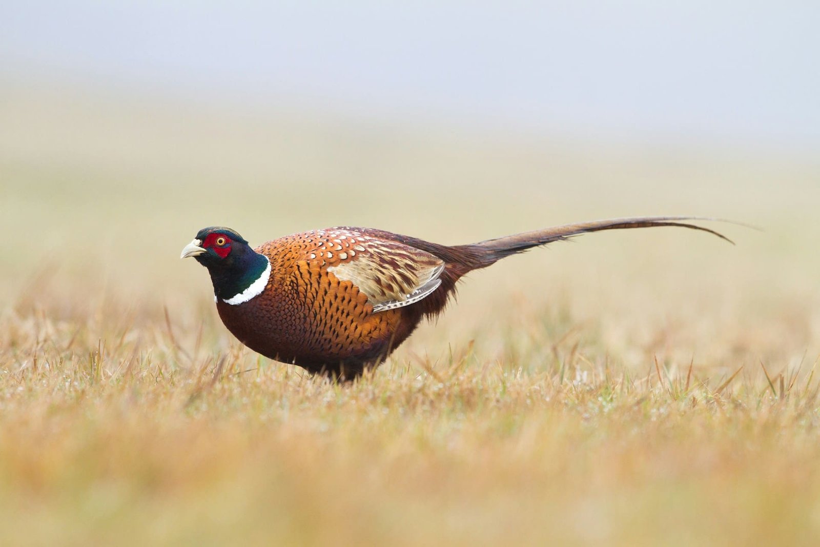 Gamebirds released into the countryside need stricter rules