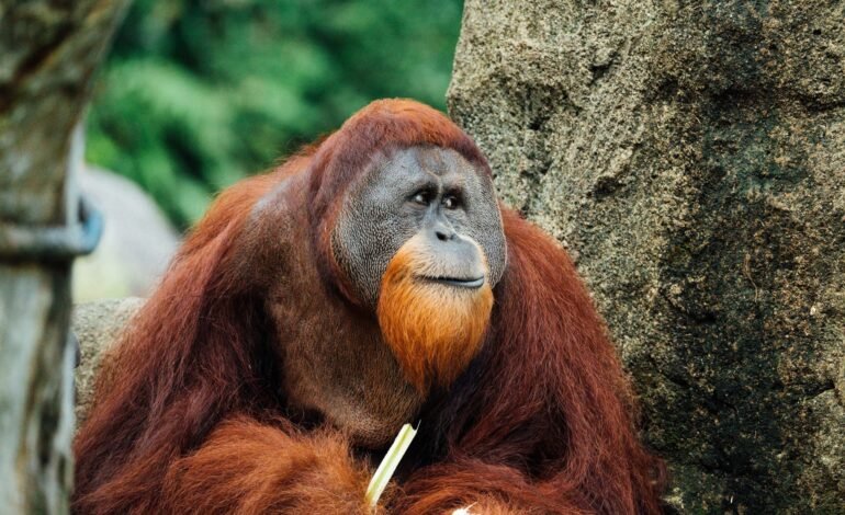 Orangutans balance diet to avoid obesity, study finds