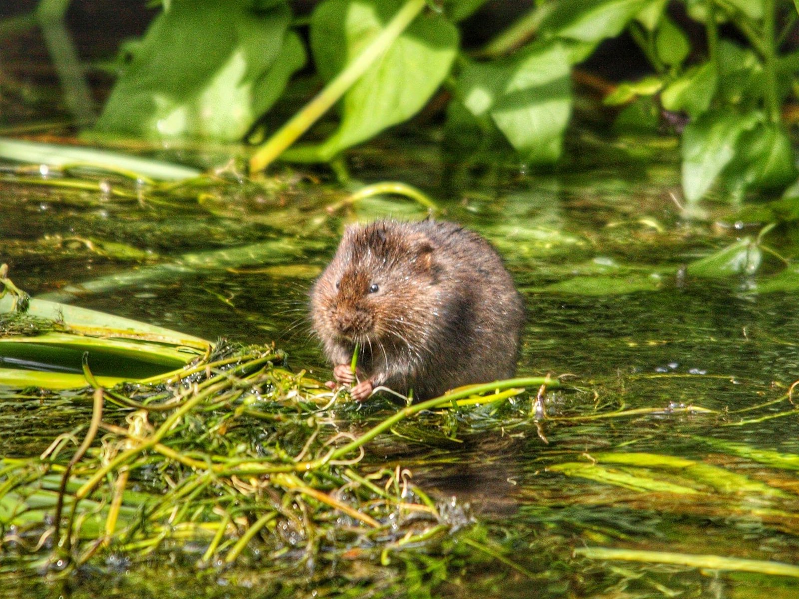 Habitats in Richmond supported to thrive and grow
