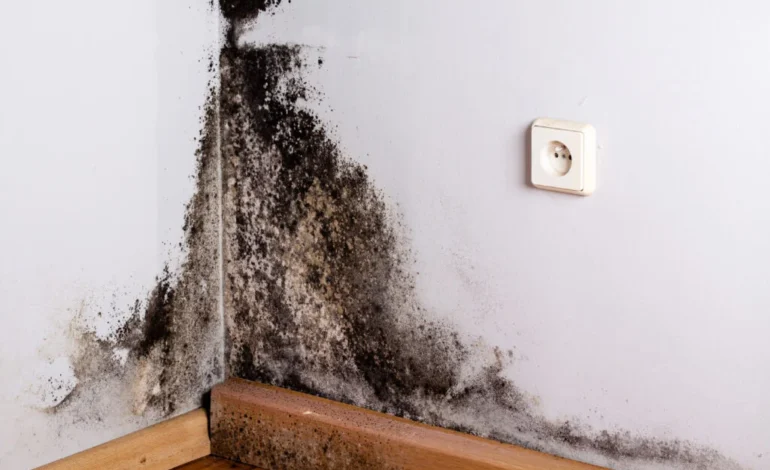 Damp and mould in a home, highlighting the housing hazards targeted by Awaab’s law
