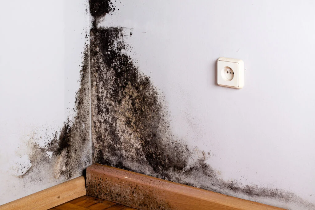 Damp and mould in a home, highlighting the housing hazards targeted by Awaab’s law