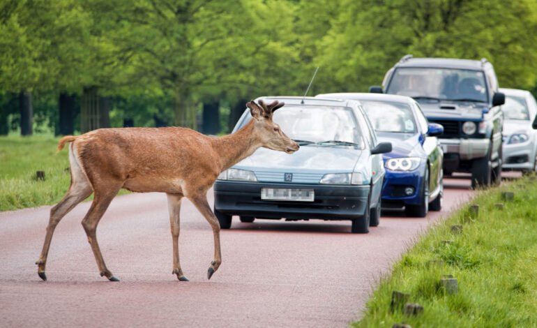 Deer crossing GEM (1) (1)