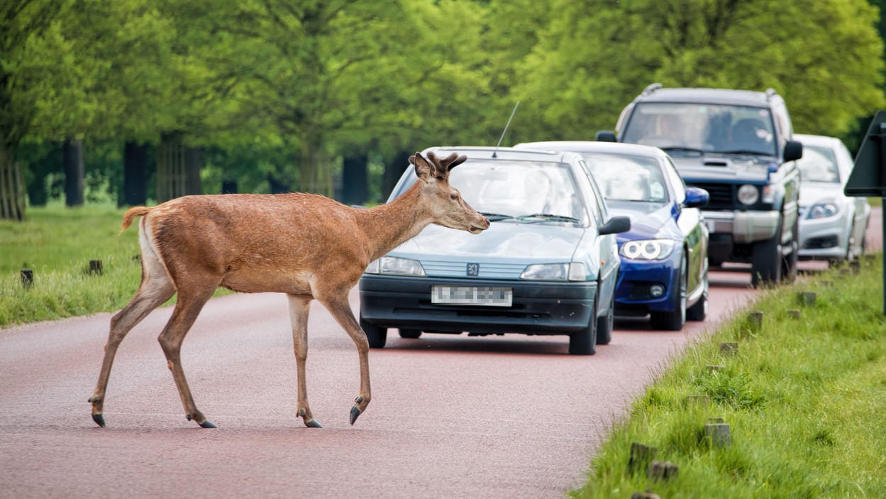 Deer rutting season, drivers warned to stay alert