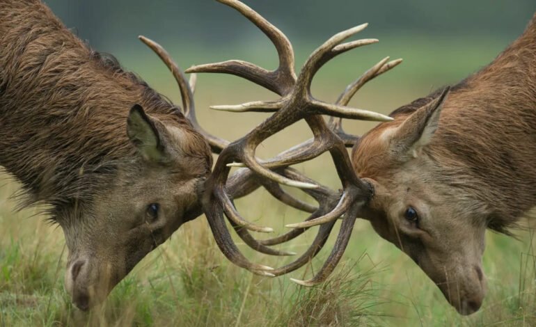 Deer rutting season in London parks with two stags locking antlers in Richmond Park