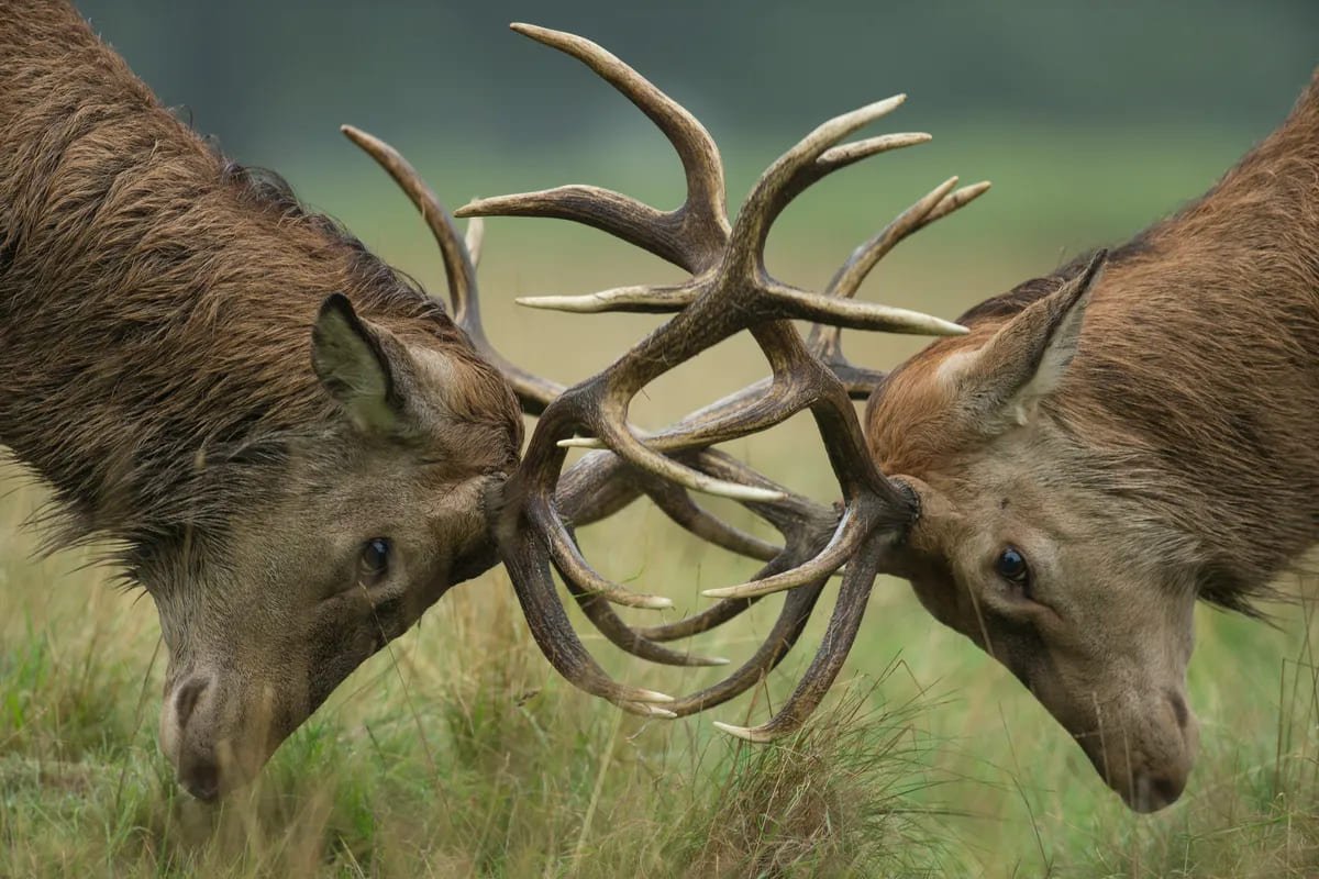 Deer rutting season in London parks with two stags locking antlers in Richmond Park
