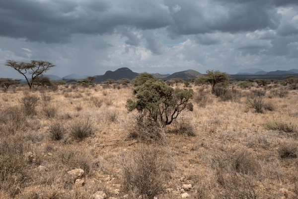 Dry savanna landscape showing early signs of desertification linked to climate tipping points.