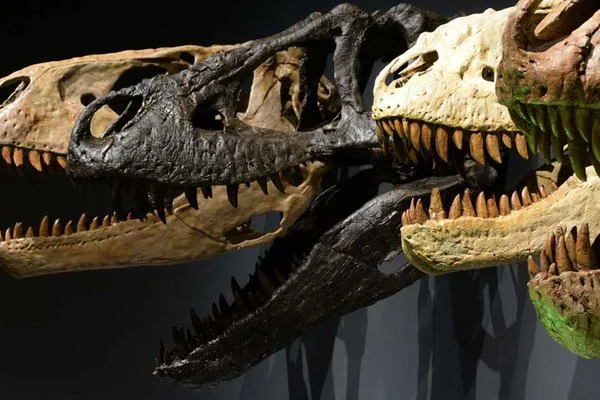A Second Tyrant? Scientists Say Nanotyrannus Was Real After All