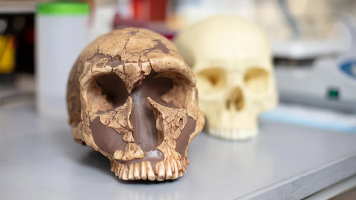 How Lead Exposure Shaped Human Intelligence: The Ancient Toxin That Defined Our Evolution